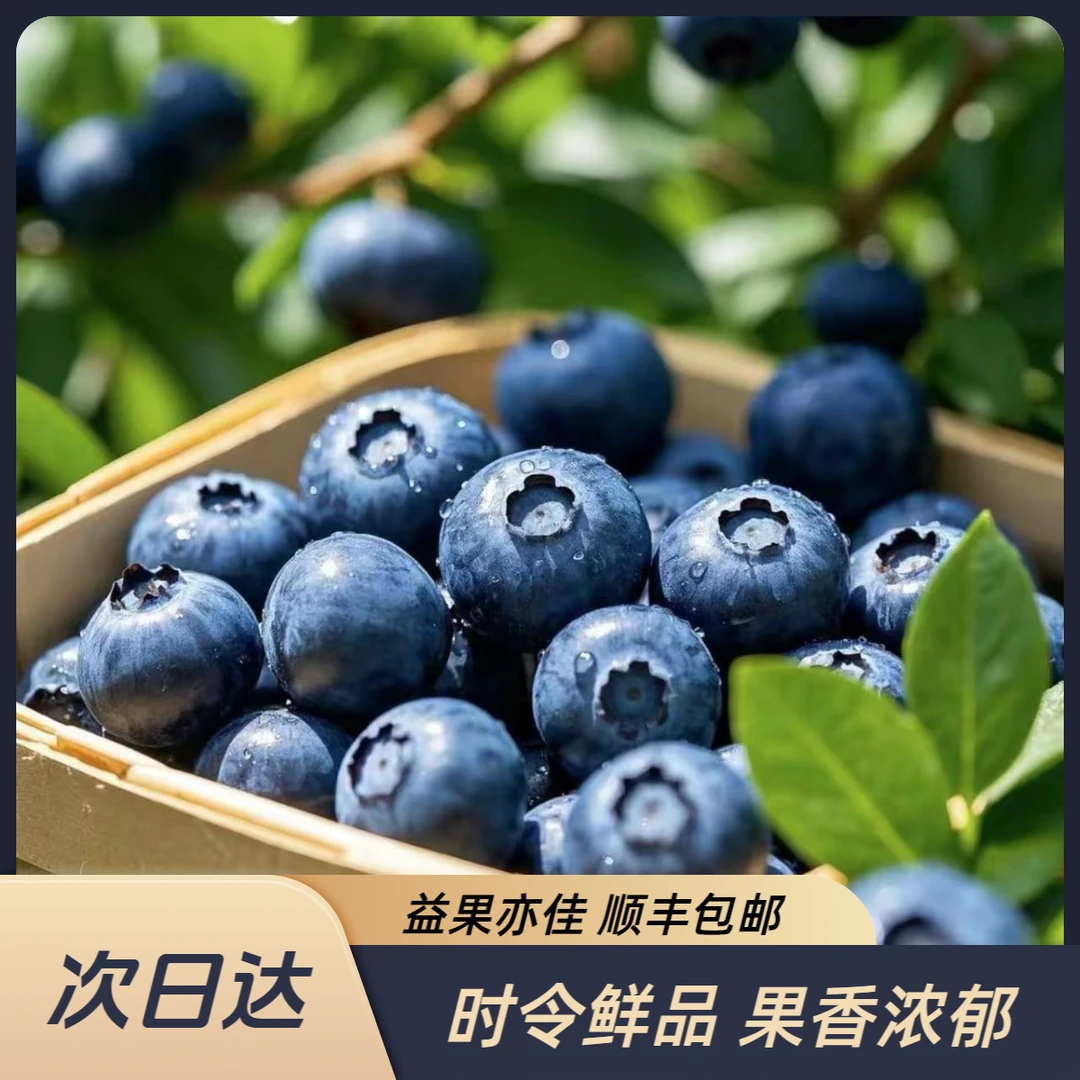 【明日达】云南高原花香蓝莓（18mm-15mm）当季鲜果脆甜多汁100g/盒云南蓝莓云南省红河哈尼族彝族自治州