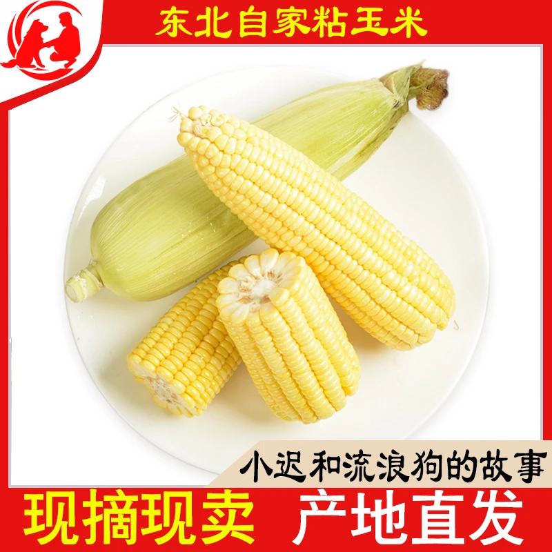 东北黑龙江鸡西粘玉米 5斤包邮