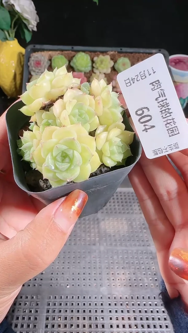 1124-604群生不包整