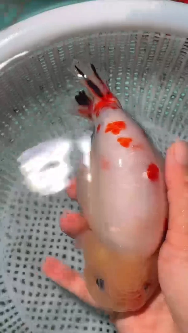 金鱼（运费自理，马印灯照射）福州追鱼兰寿金鱼