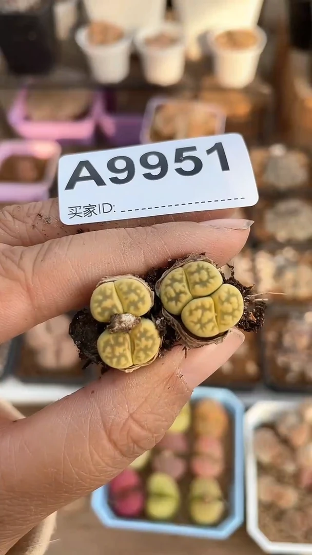 【闪购商品】9951直播一物一拍