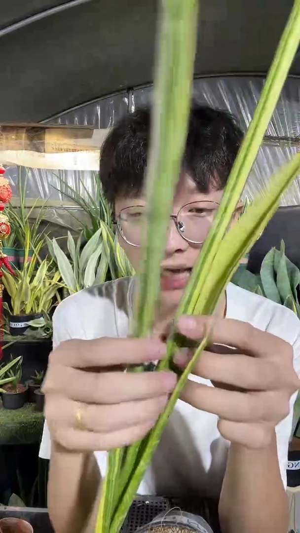 4号爪哇锦裸根68.