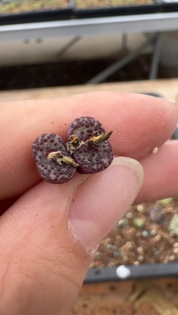 【闪购商品】6--57.