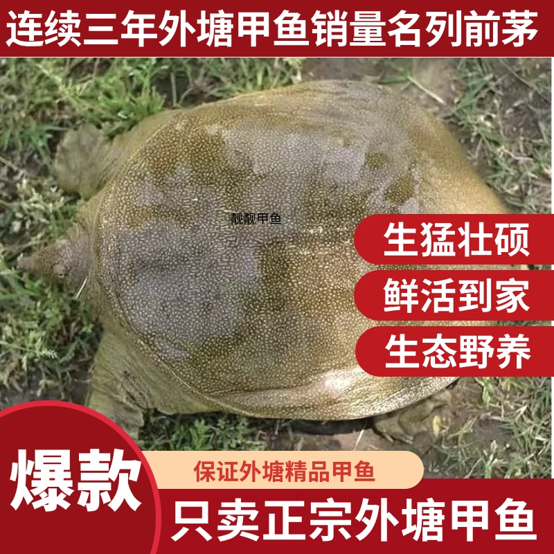 【福利品1只】鲜活外塘生猛甲鱼中华鳖青黄花背水鱼包邮到家