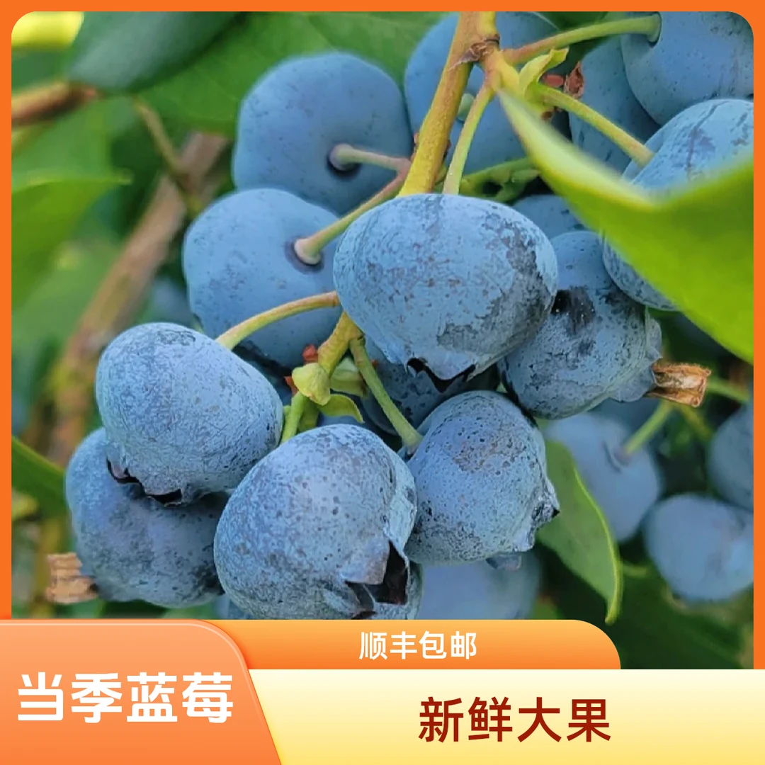 当季新鲜水果基地直发蓝莓大果特大果整箱顺丰包邮