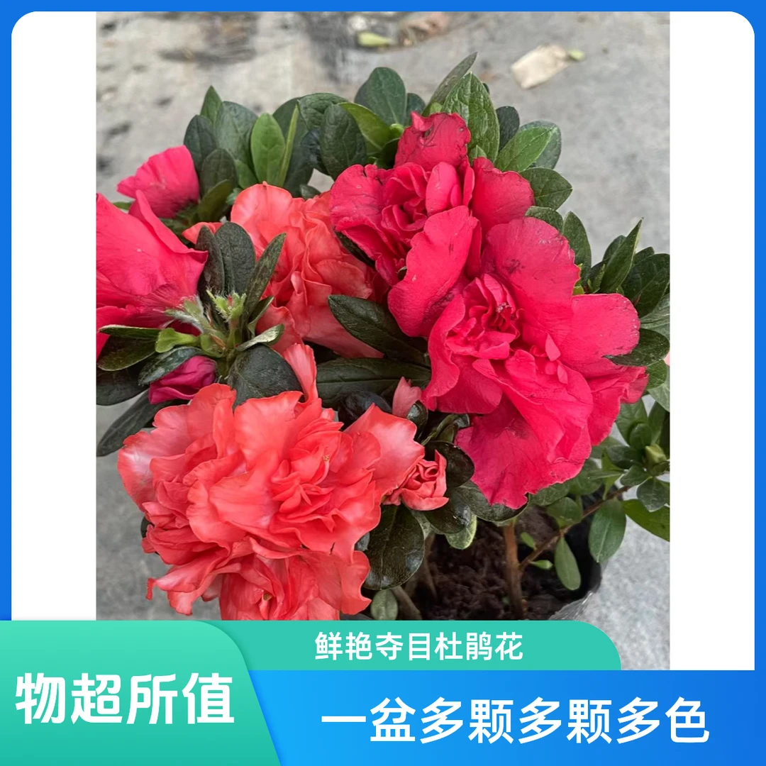 多颗双色杜鹃木槿花四季开花