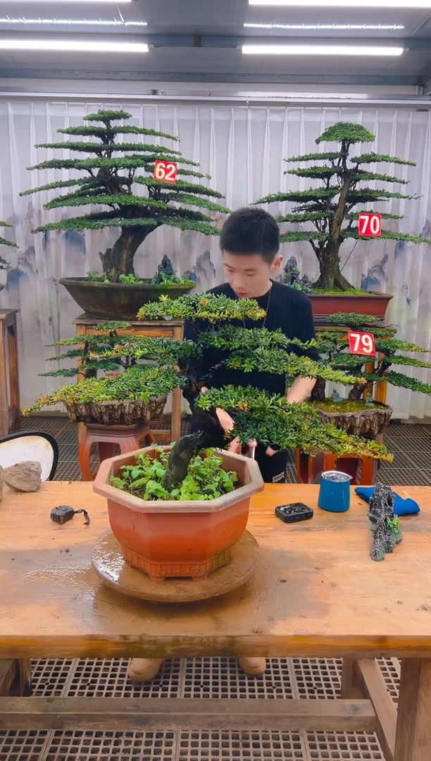 无花朵精品盆景直播间一物一拍