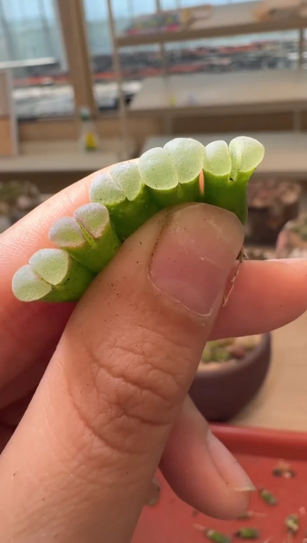 14-38多肉植物肉锥