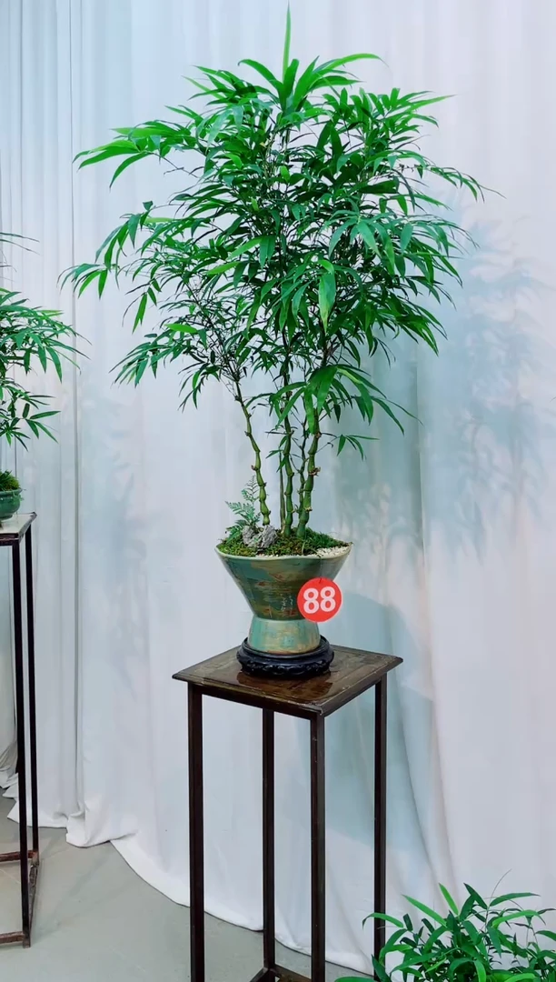 无花朵竹子盆景竹子盆景