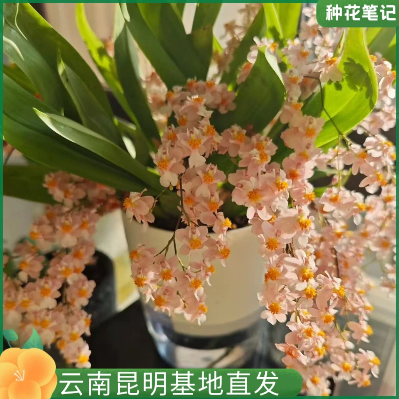 【梦幻粉梦香兰】浓香型带花苞兰花懒人好养花卉植物室内花盆栽