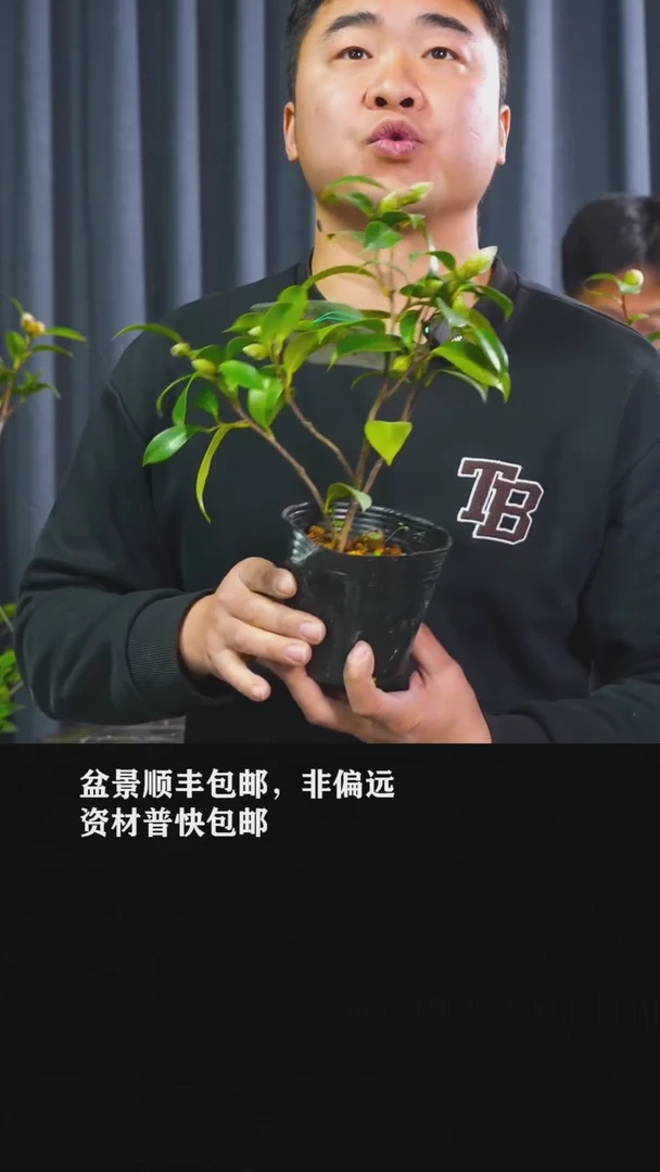 【闪购商品】出云大社-BB3