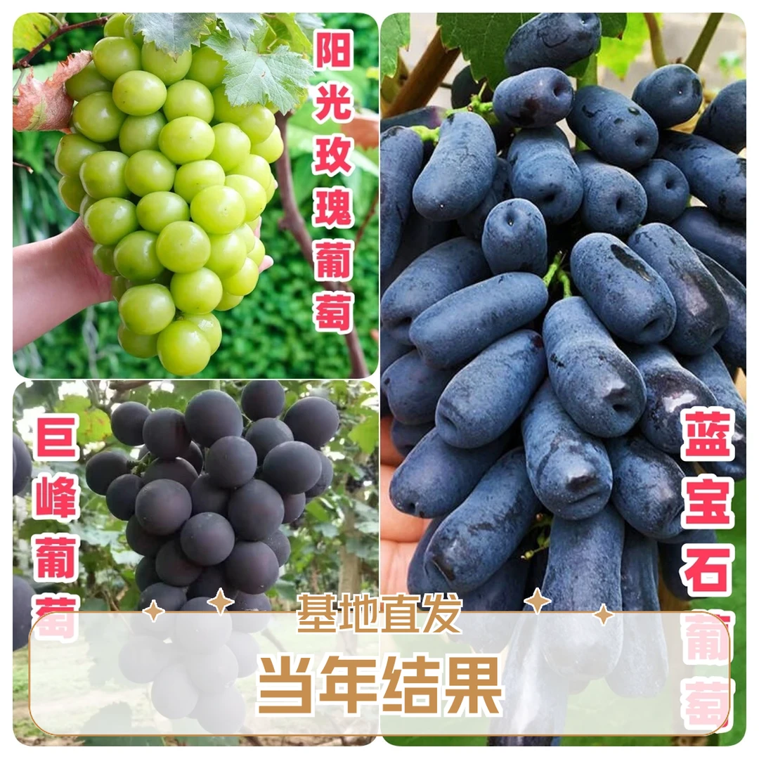 当年结果蓝宝石阳光玫瑰巨峰葡萄苗南方北方种植盆栽地栽抗旱耐寒