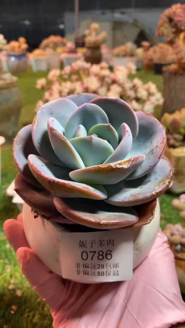 【闪购商品】0786a