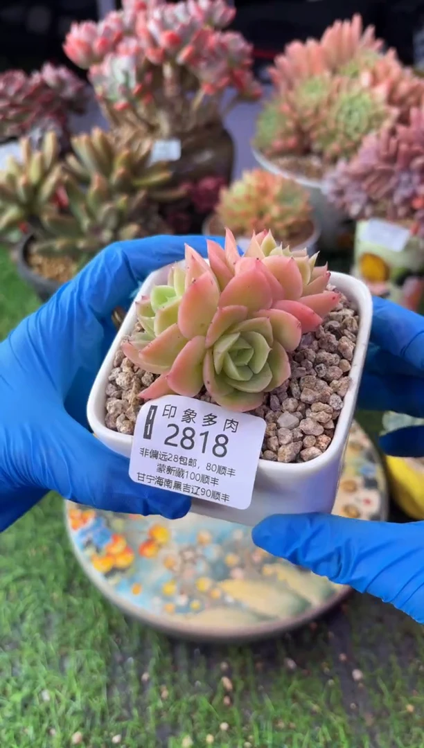 昆明印象多肉2818