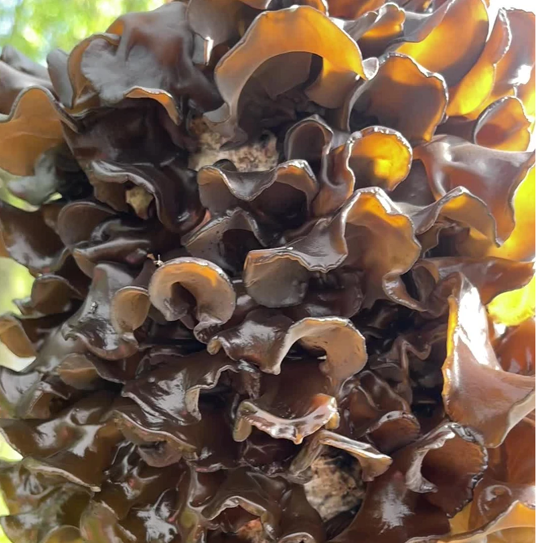 【岭语】鄂伦春黑木耳