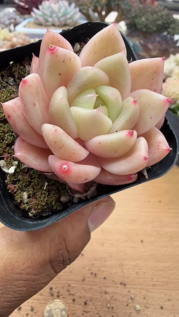 东云多肉园二店-46