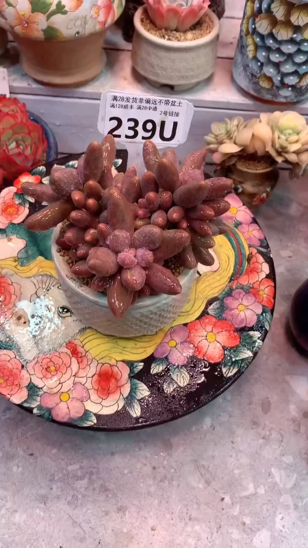 239U    糖果美人