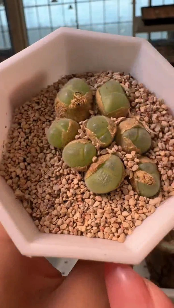 15-13多肉植物肉锥