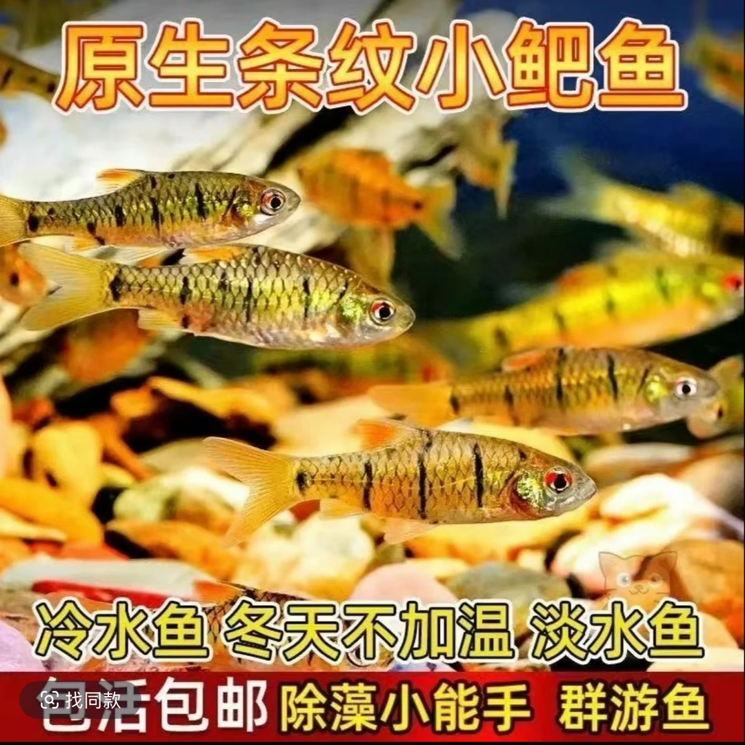 冷水小鲃鱼 条纹淡水清洁鱼 除藻耐寒苗 不加温 观赏鱼野生 好养