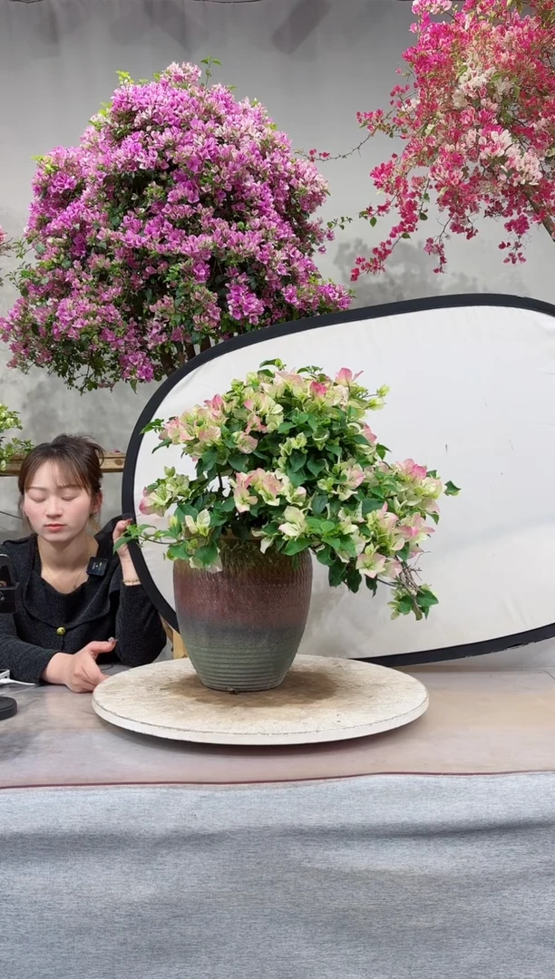 【闪购商品】盆景绿叶樱花