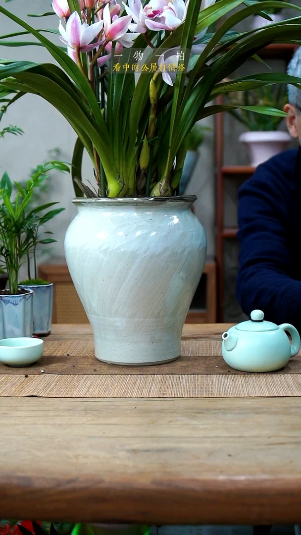 完全开放微**徐086大花蕙兰