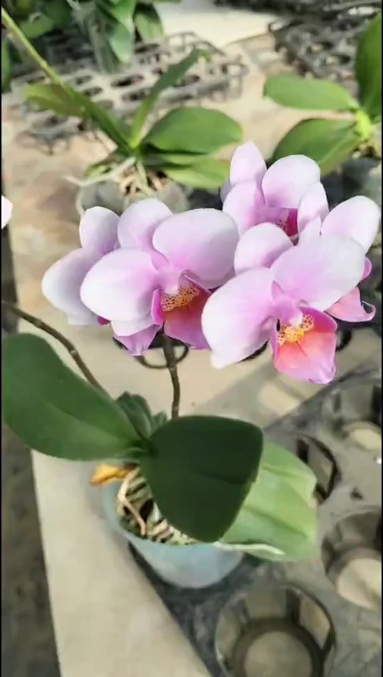 完全开放福利随单