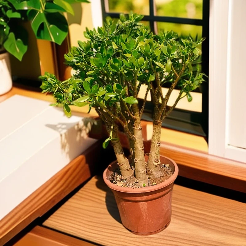 SY幺妹黄金玉树室内室外新手必备好看好养多肉植物一单包邮