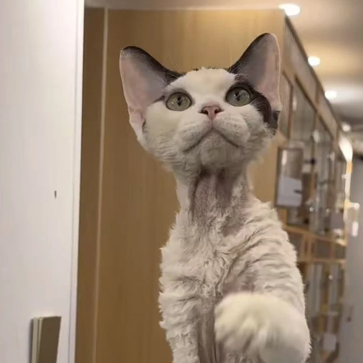 来了姊妹-黑白德文猫-弟弟-t2999