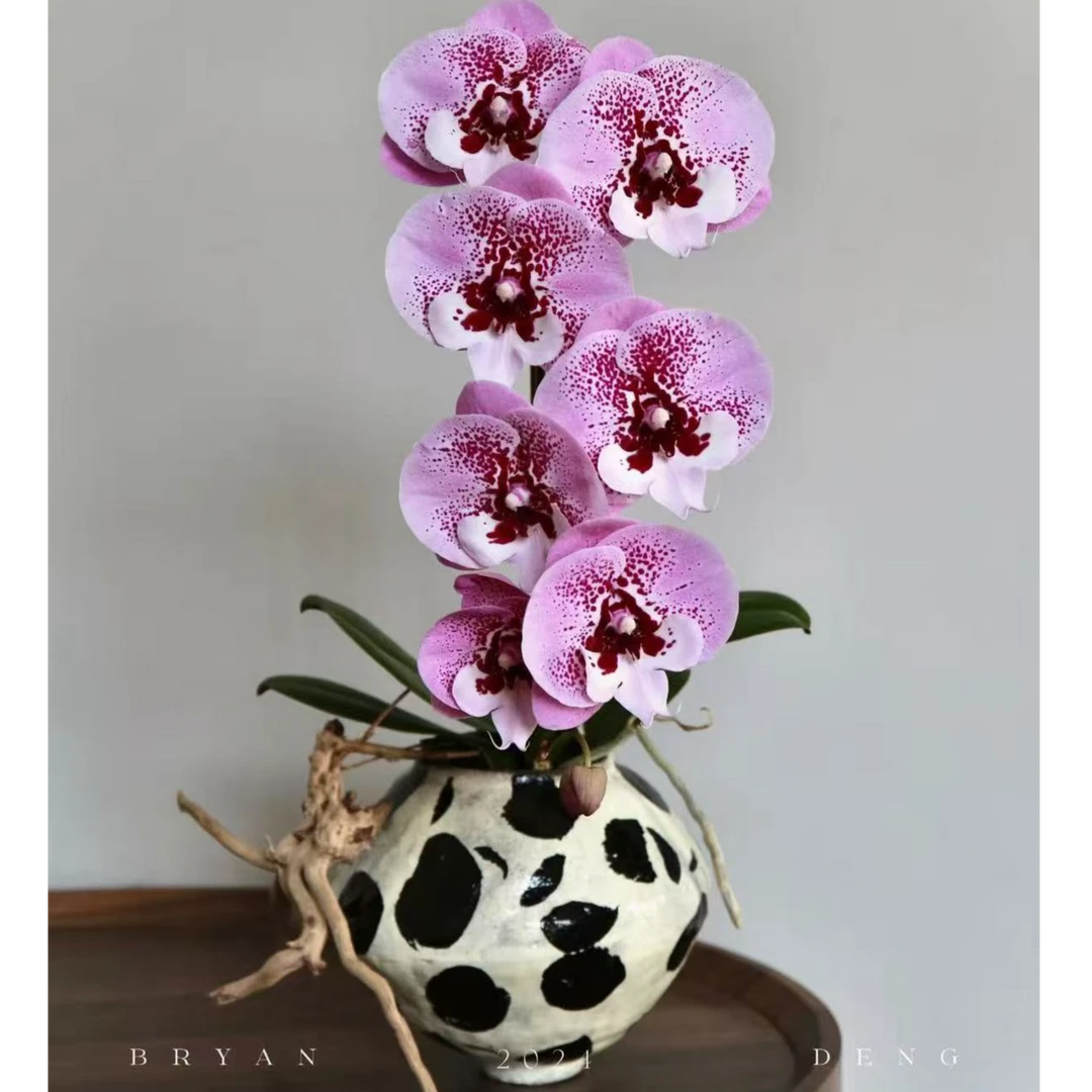 【乌龙茶】蝴蝶兰~高档、美观室内花卉