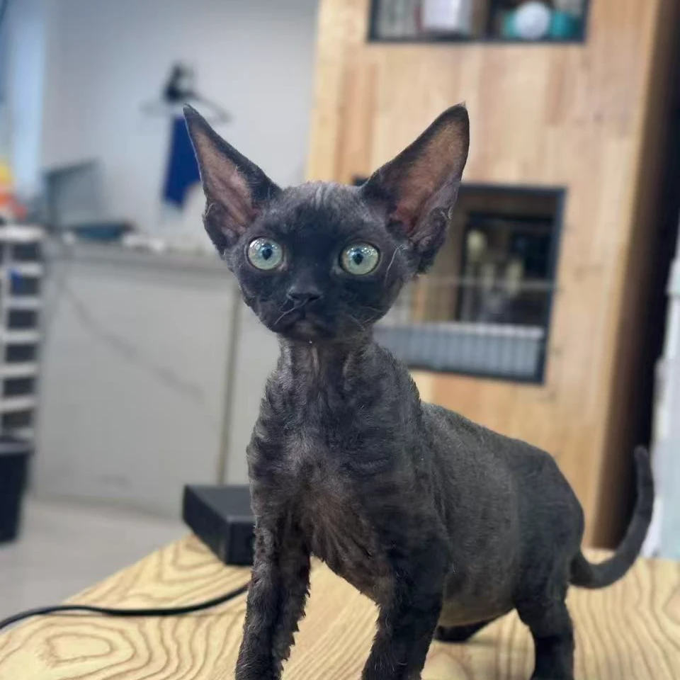 来了姊妹-纯黑德文猫 弟弟 101013