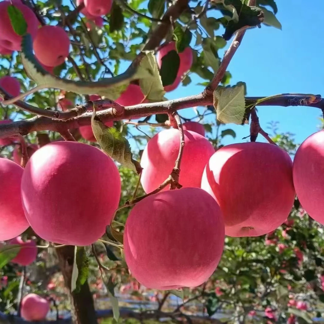 陕西洛川红富士苹果脆甜多汁新鲜采摘产地直发