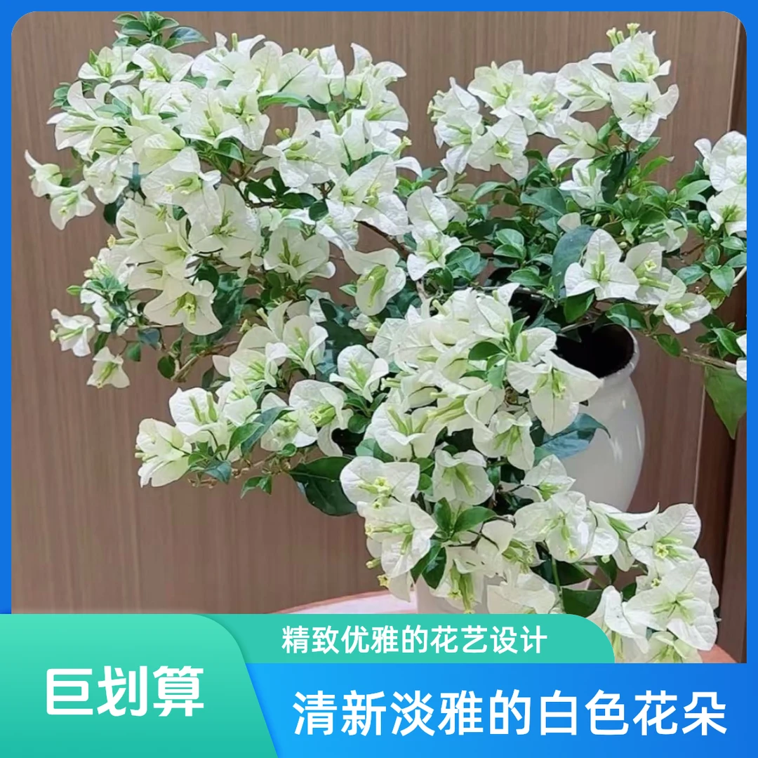 （白雪公主带盆）精品盆苗三角梅一个月内换盆无售后