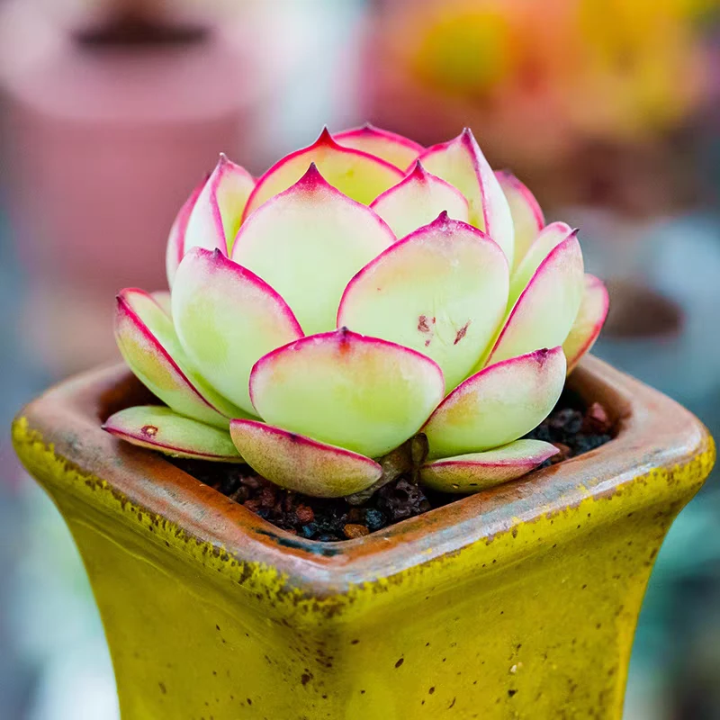 牡丹亭6cm盆栽好养耐寒防辐射适合办公室室内桌面