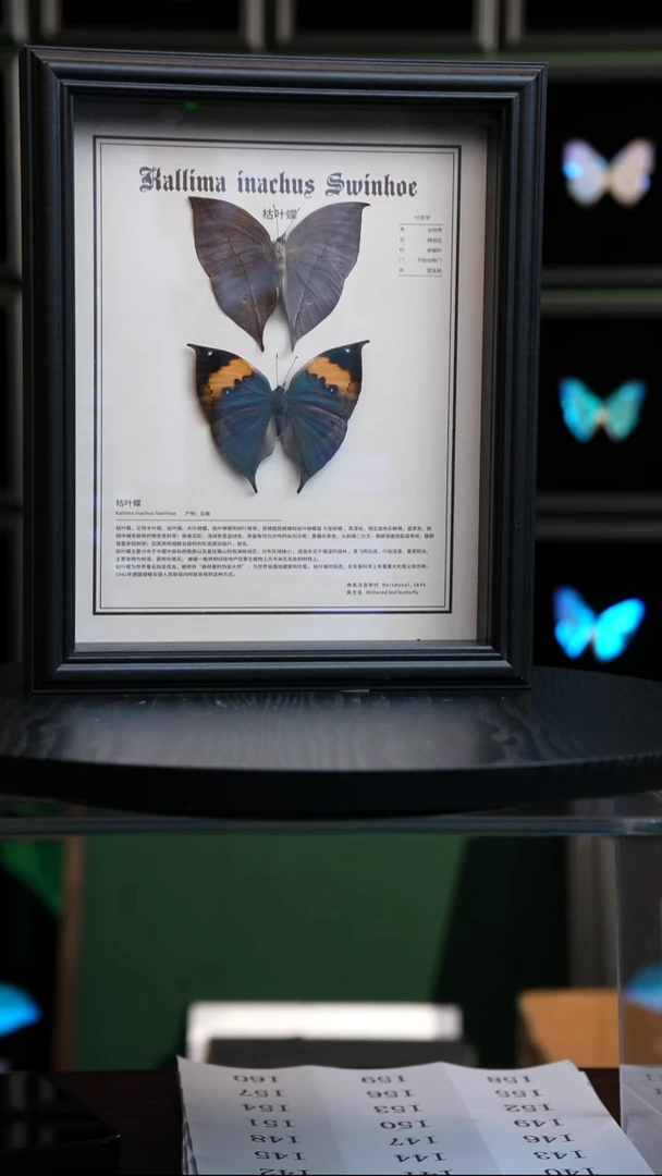 枯叶蝶正反两只中文版10寸欧式框