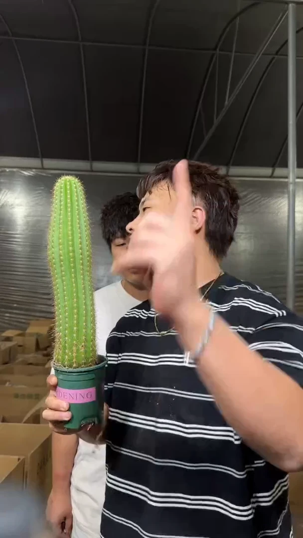 毛花柱【带根】高20-30cm 品种不指定