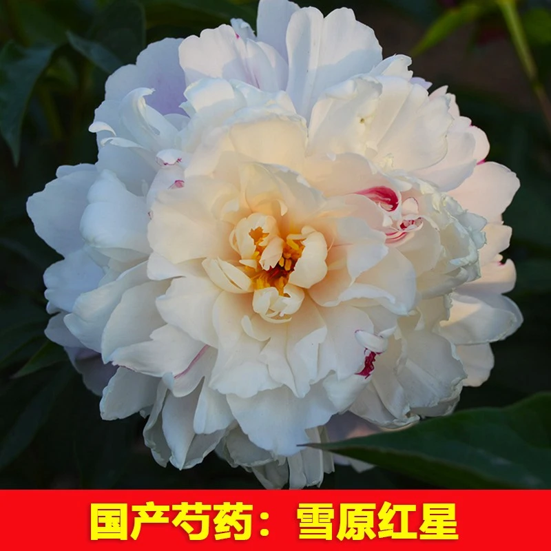 （雪原红星）芍药鲜花花苗山东基地直发辉夜姬