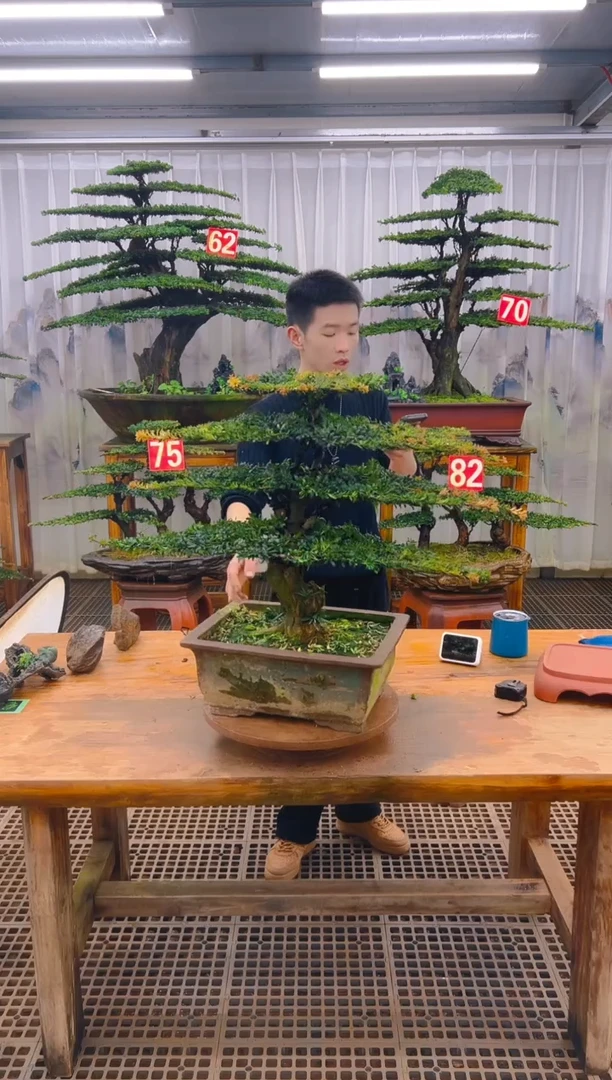 无花朵1****n精品盆景直播间一物一拍