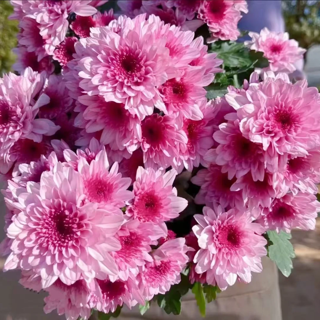 【梦幻粉水晶】荷兰菊重瓣泡泡草莓心小菊