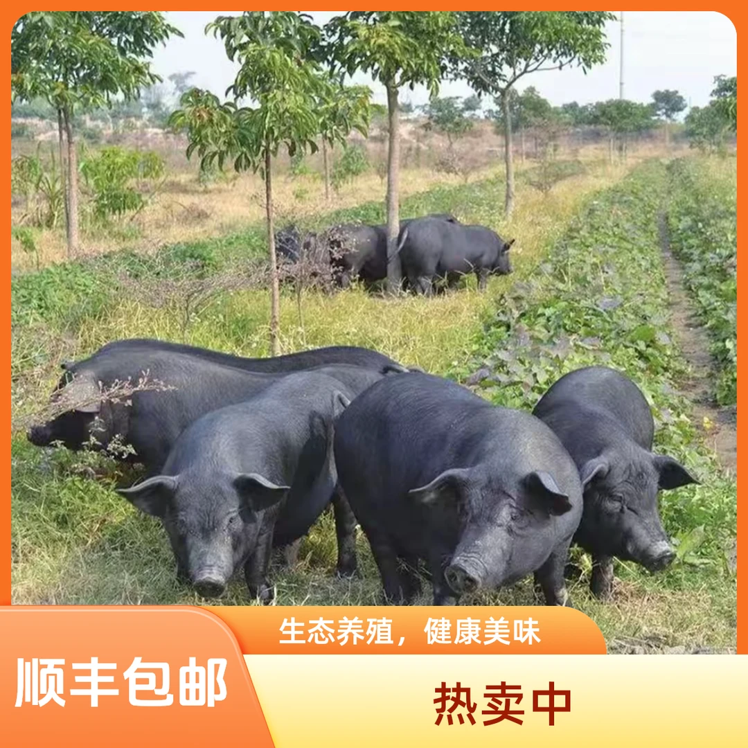 【袁波夫妇】现场称重一物一拍农家散养土猪黑猪纯熟食猪顺丰包邮