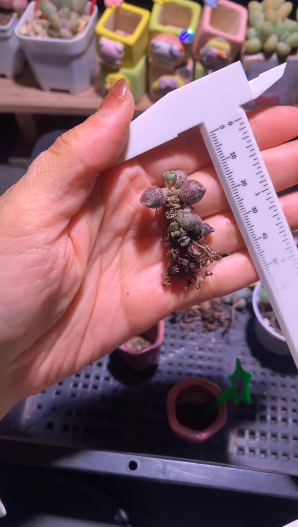 凯蒂猫海豹多肉有锦的