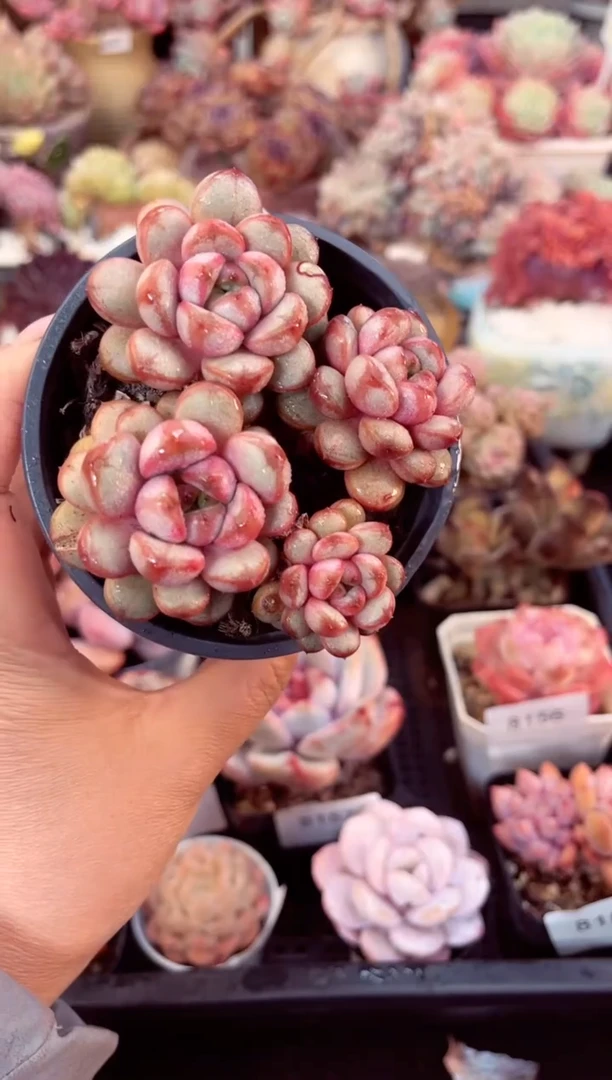 【闪购商品】8160葡萄多肉