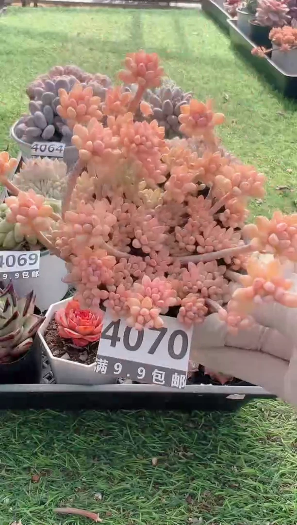 【闪购商品】信福多肉一物一拍