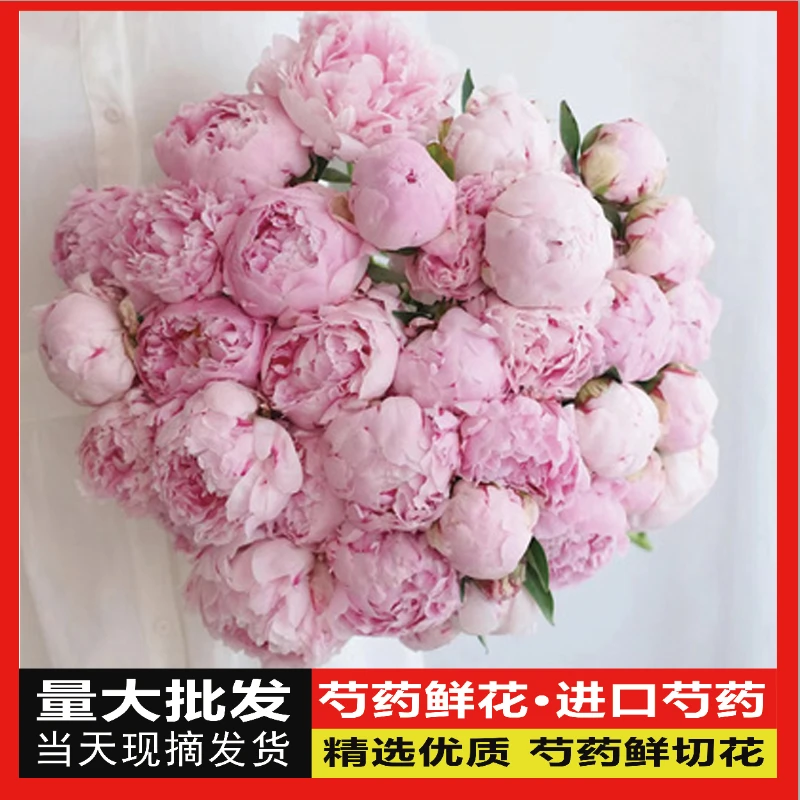 【芍药】山东菏泽芍药鲜切花油画牡丹重瓣卉百合玫瑰基地绿植