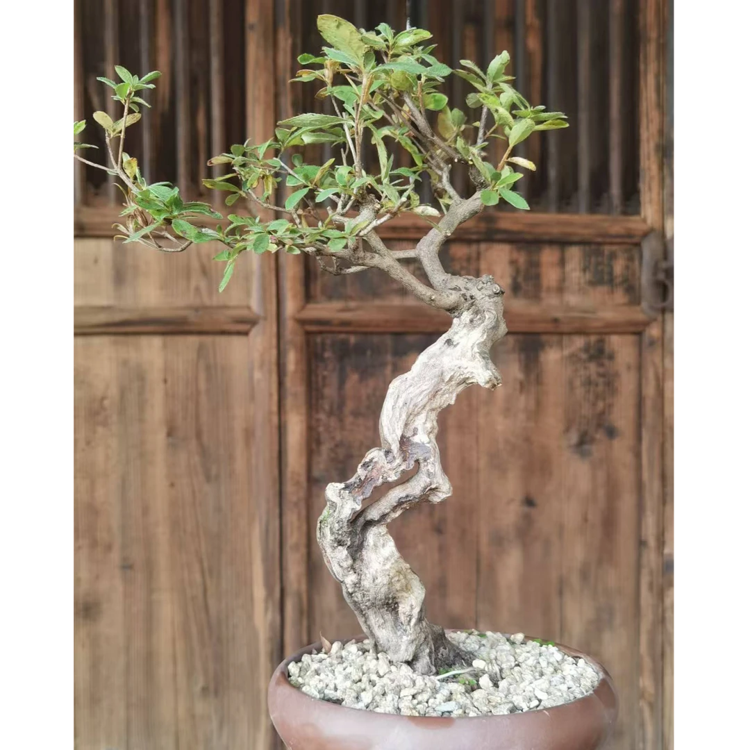 直播间 一物一拍 盆景素材赤楠栀子花水杨梅榆树羊奶果黄杨老鸦柿