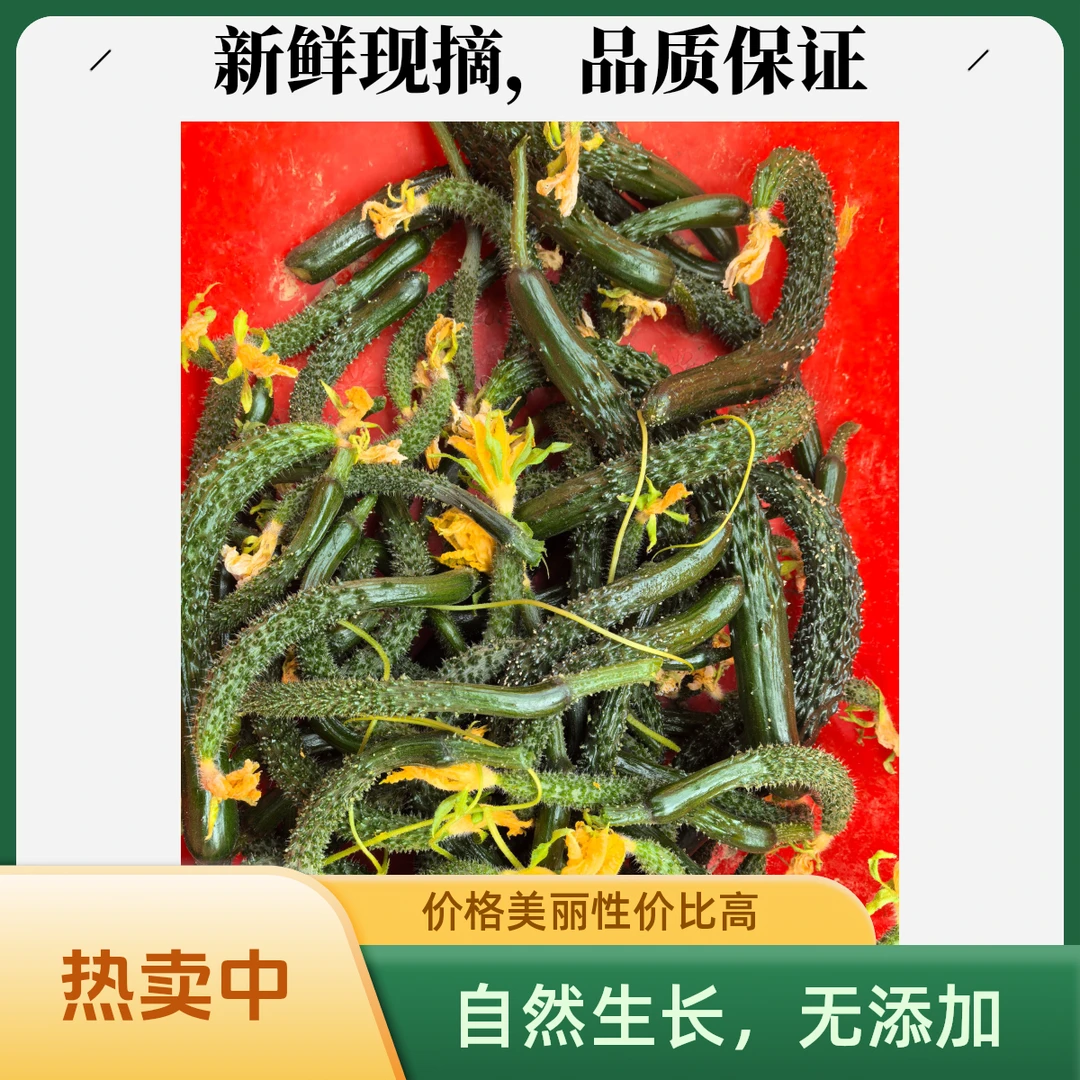 腌菜专用小黄瓜扭