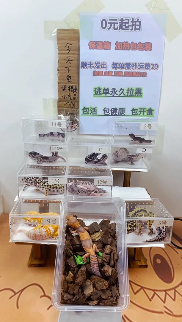 豹纹守宫豹纹守宫幼苗亚成体成体肥尾