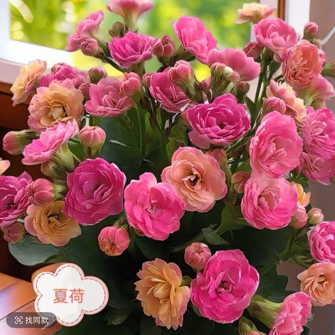 中昌花卉【长寿重瓣】大花苗阳台花卉绿植