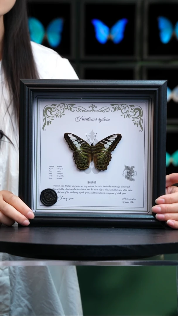 丽蛱蝶八寸方框火漆章版