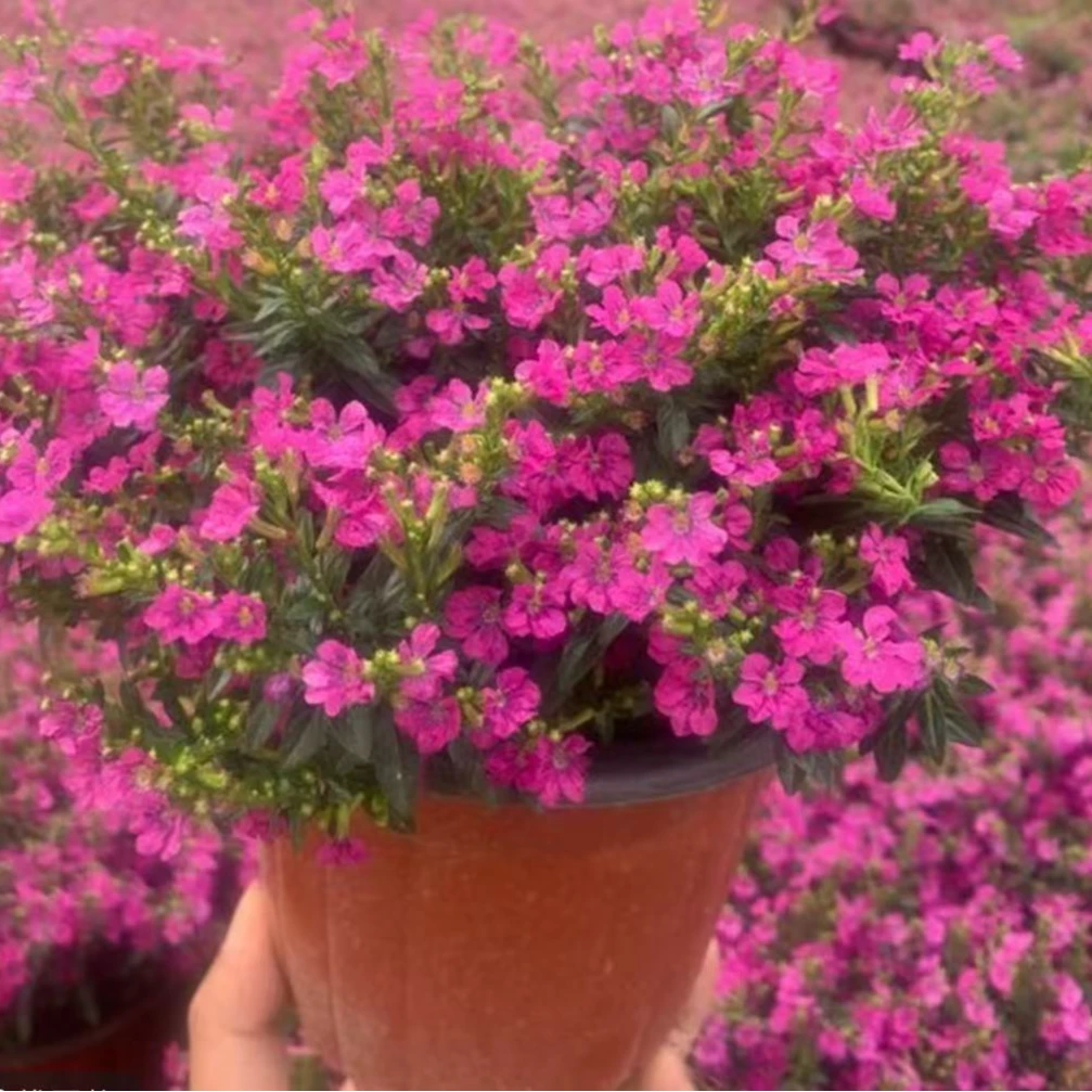 满天星盆栽室内植物带花绿植花苞四季阳台好养开花花卉小碎花花卉