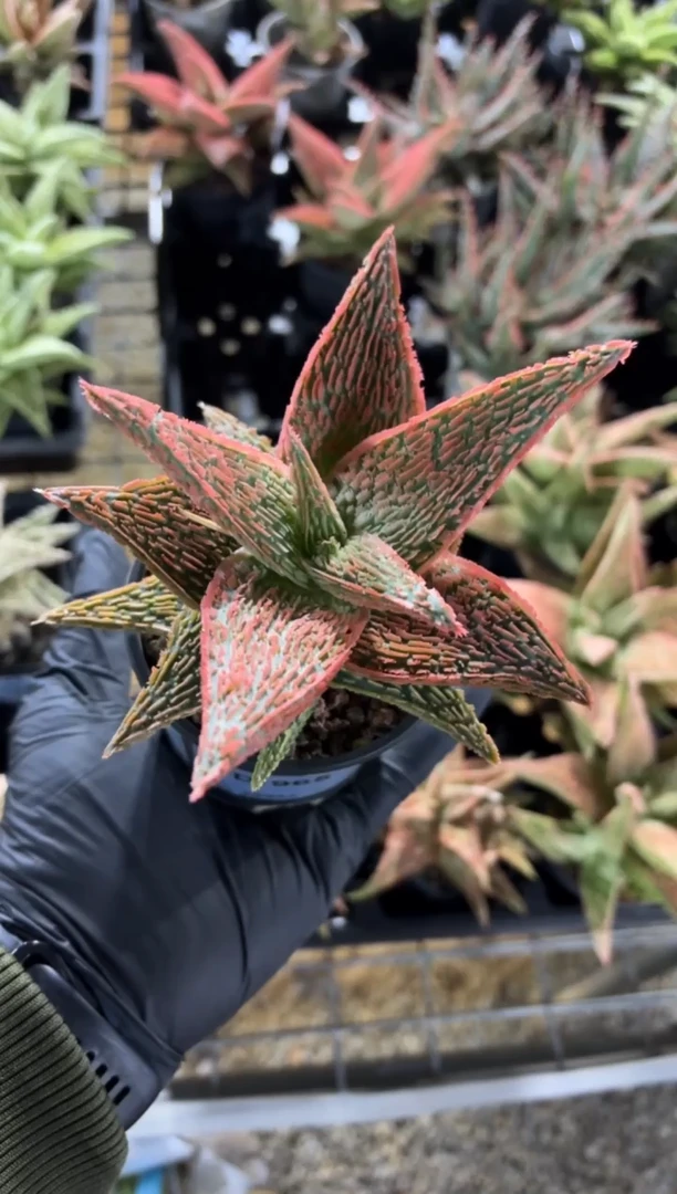 园艺芦荟wl187FD-965